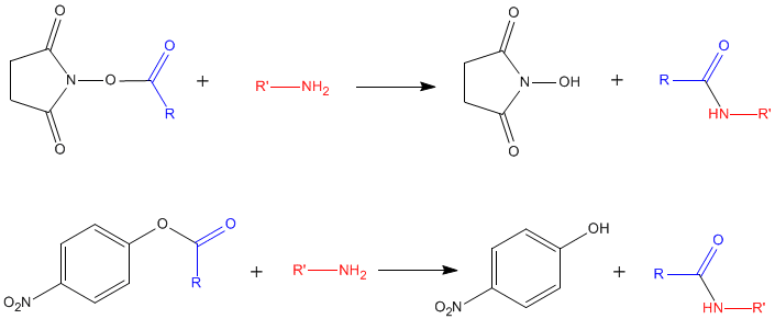 Hydroxysubstitutions d'un ester de N-hydroxysuccinimide et d'un ester de para-nitrophényl avec une acide aminé